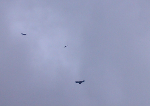 vultures circling in the sky