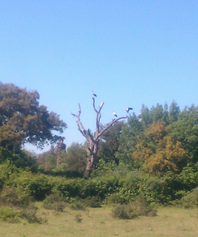 storks in a tree